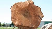 Walnut logs - veneer