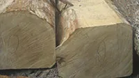 Oak logs and planks